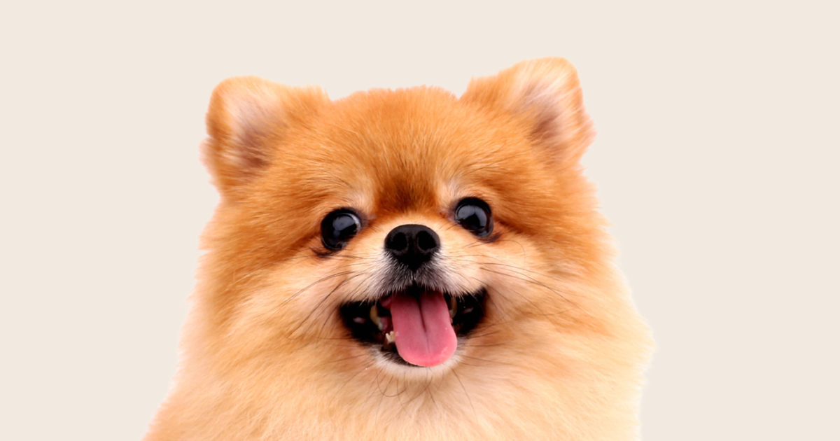 Common health problems with Pomeranians ManyPets