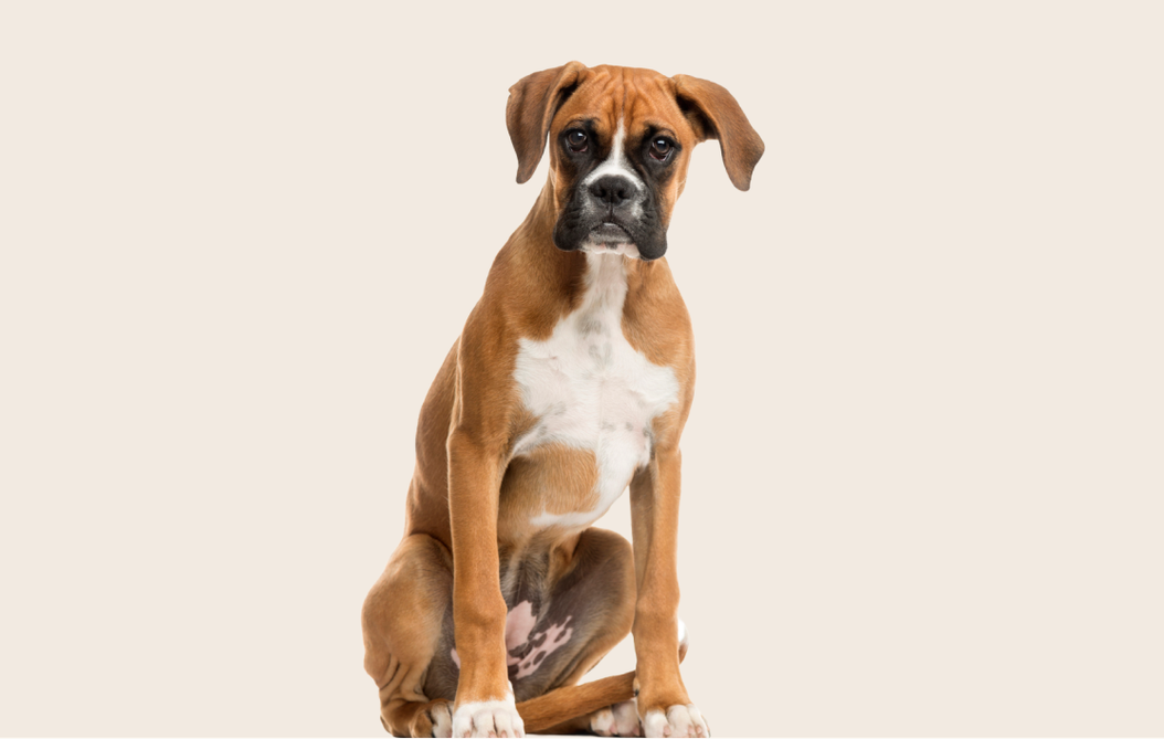 Common health problems with Boxers ManyPets