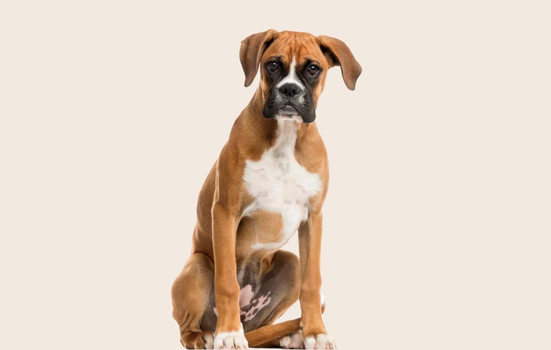Image of a brown Boxer sat down and looking into the camera