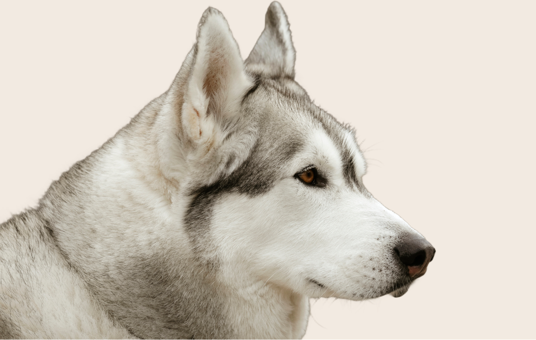 Common health problems with Siberian Huskies ManyPets