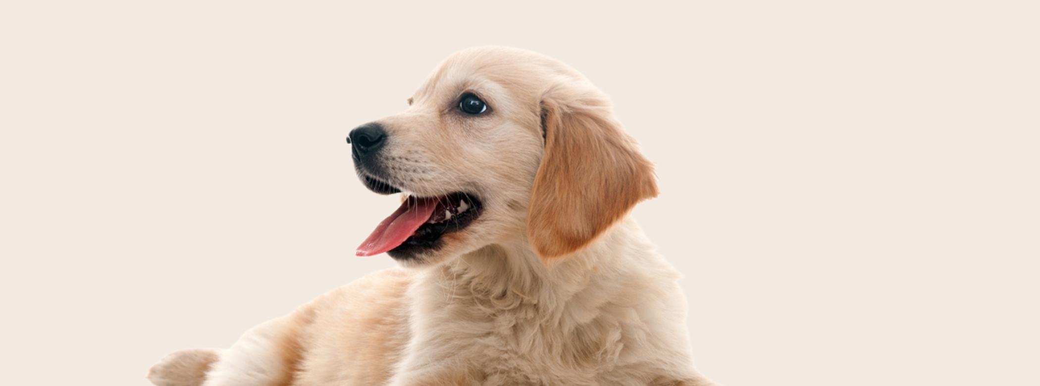 Golden Retriever puppy lying down on a beige background