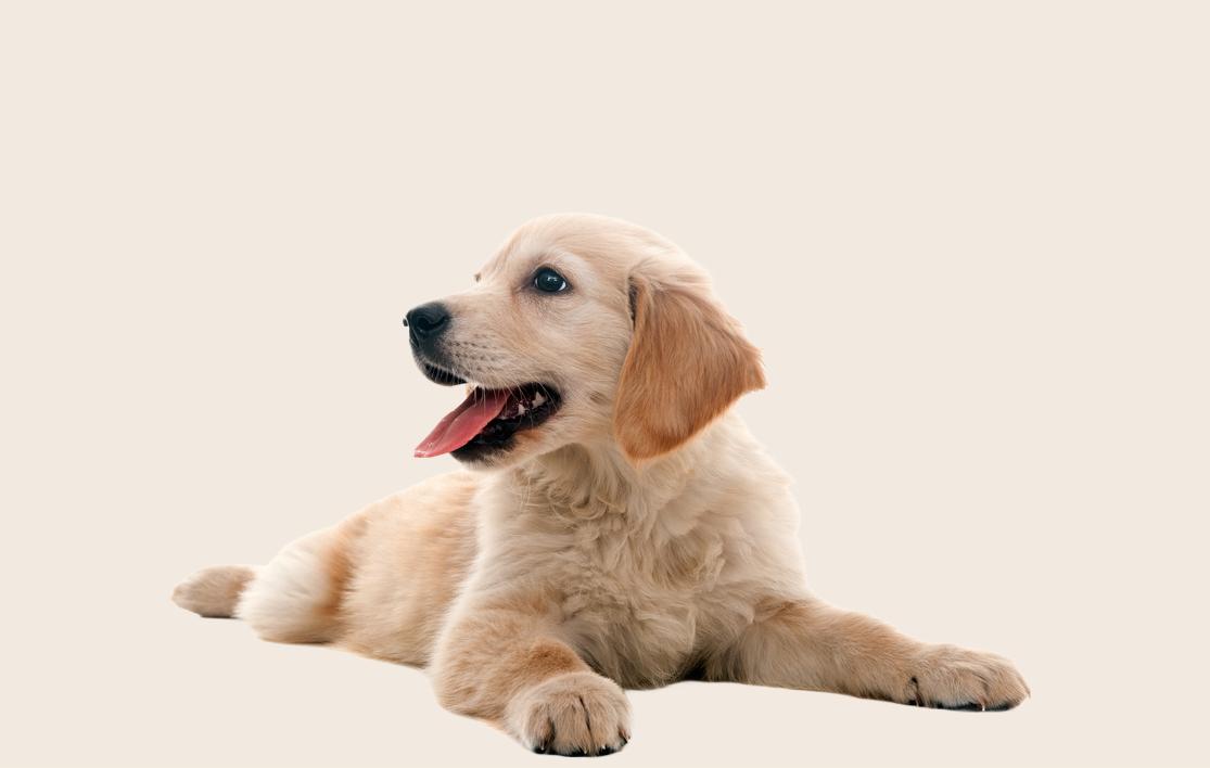 Golden Retriever puppy lying down on a beige background