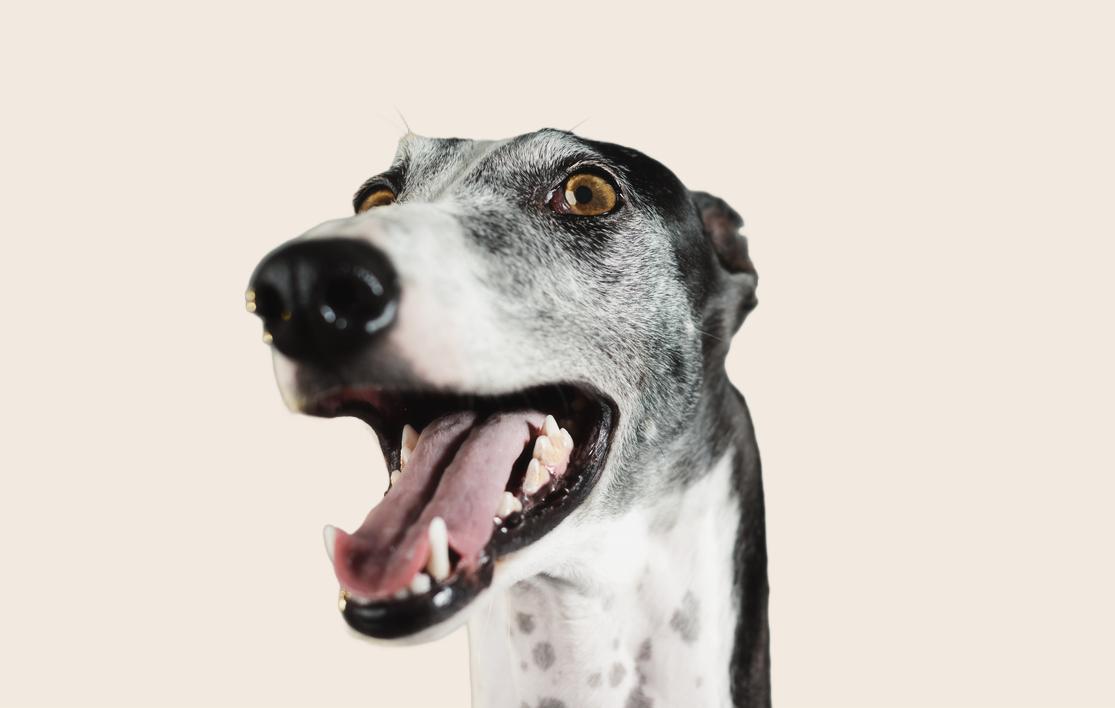 Close-up image of a black-and-white Greyhound