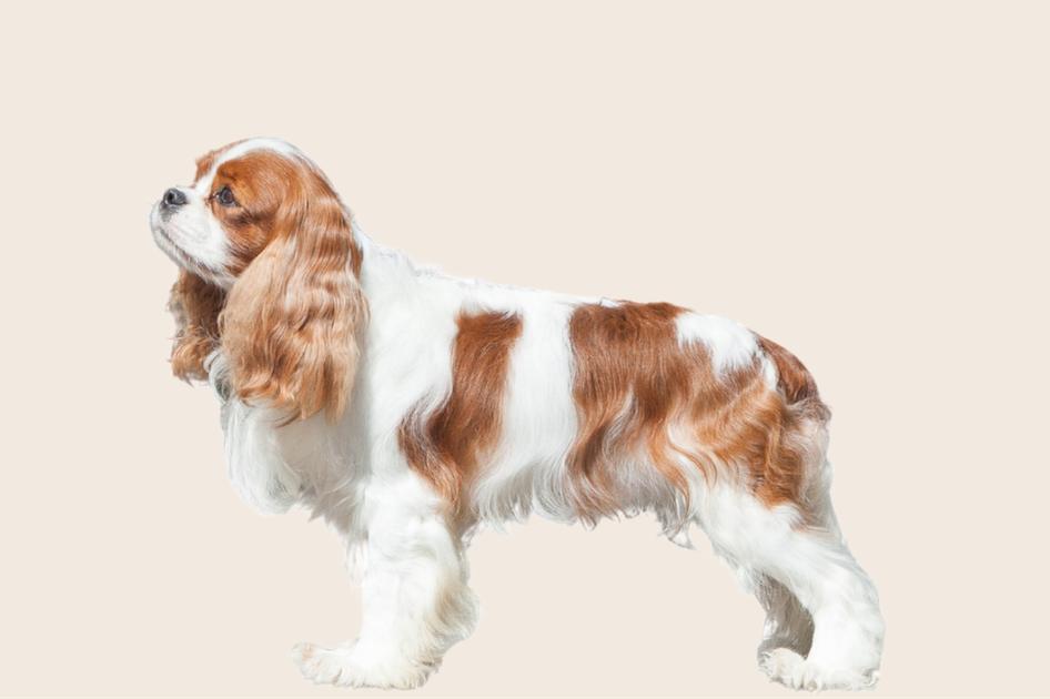 Side profile of a brown-and-white Cavalier King Charles Spaniel