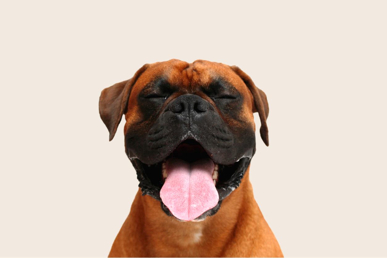 Image of a reddish-brown Boxer with its tongue out and eyes closed