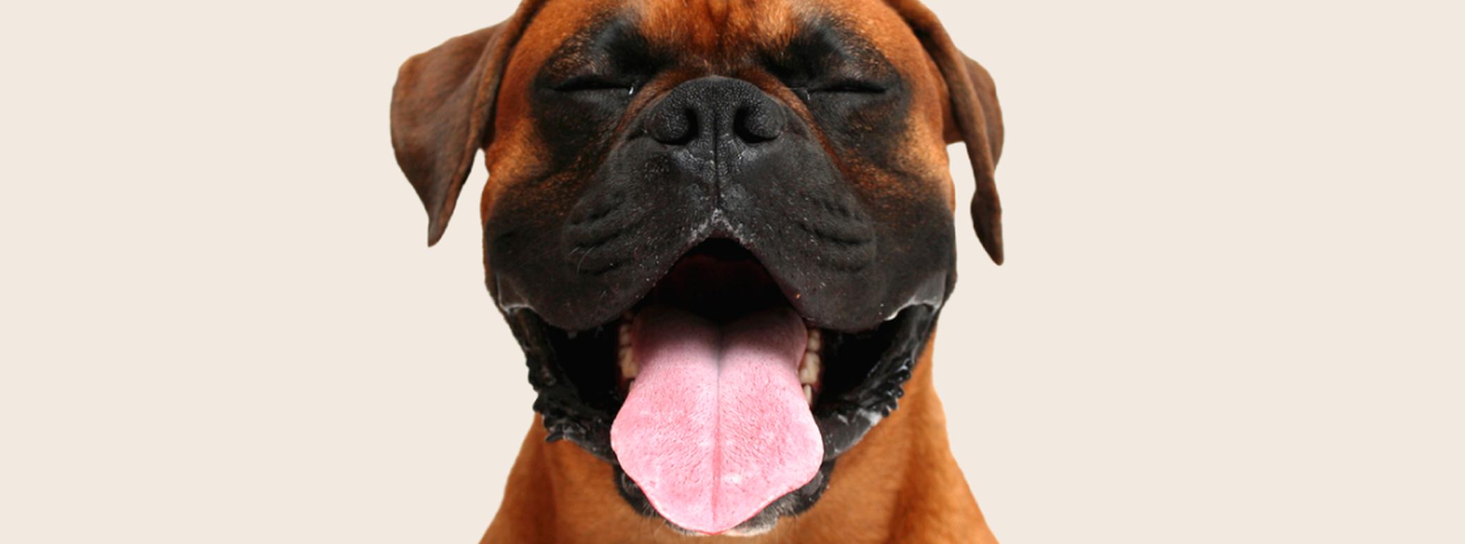 Image of a reddish-brown Boxer with its tongue out and eyes closed