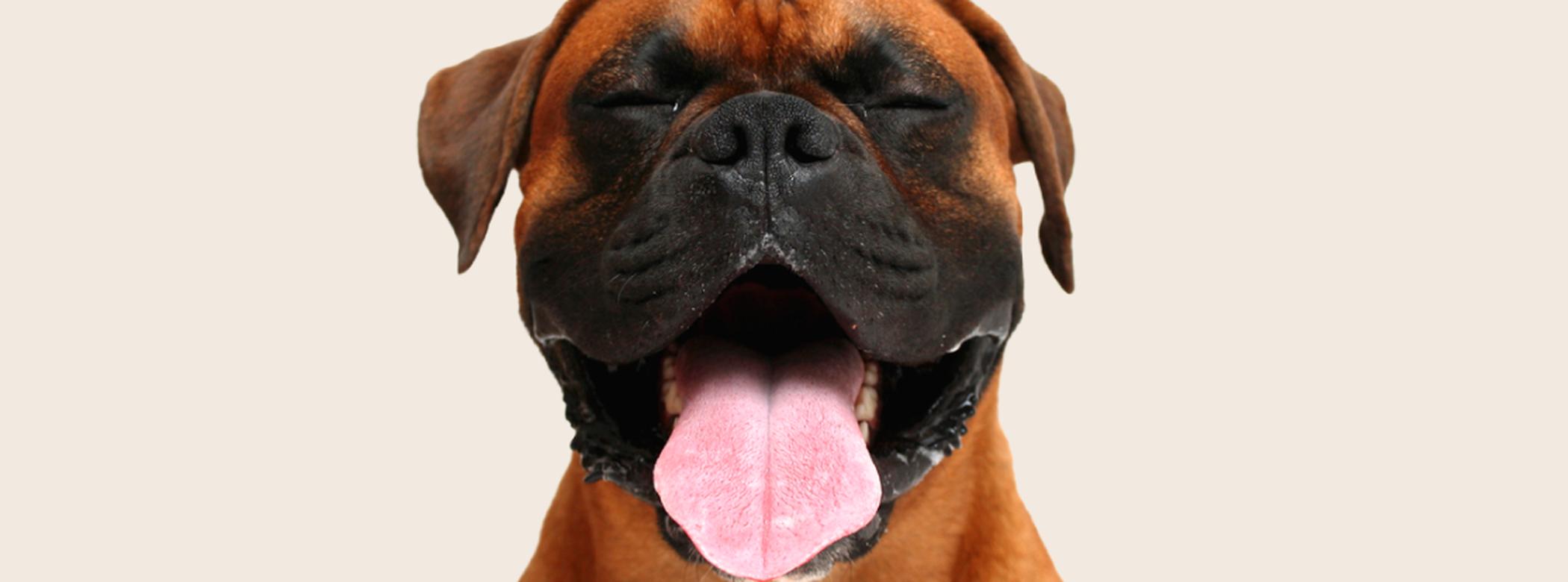 Image of a reddish-brown Boxer with its tongue out and eyes closed