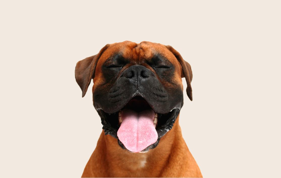 Image of a reddish-brown Boxer with its tongue out and eyes closed
