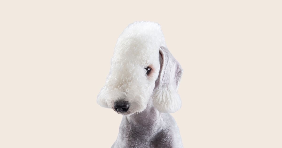 Common health problems with Bedlington Terriers ManyPets