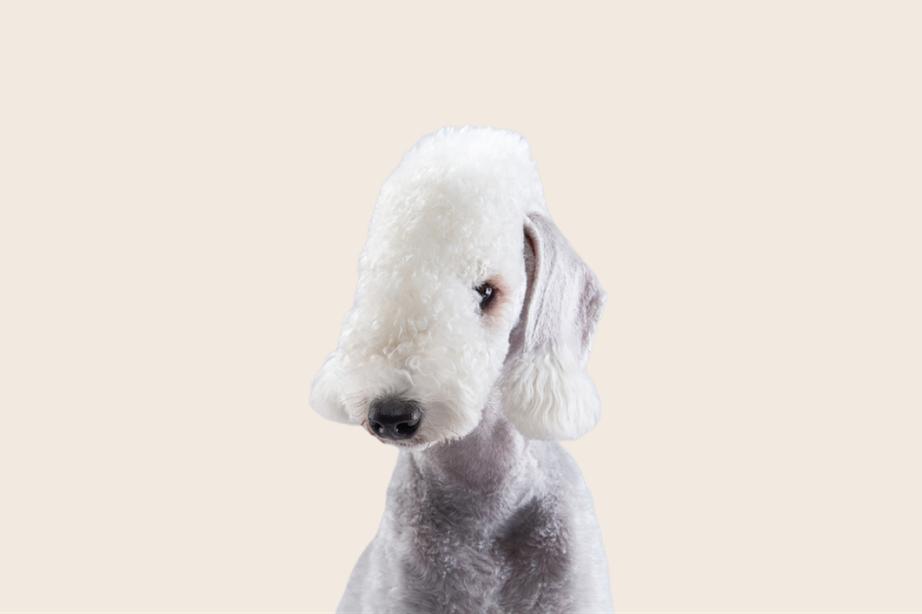Image of a white Bedlington Terrier looking into the camera