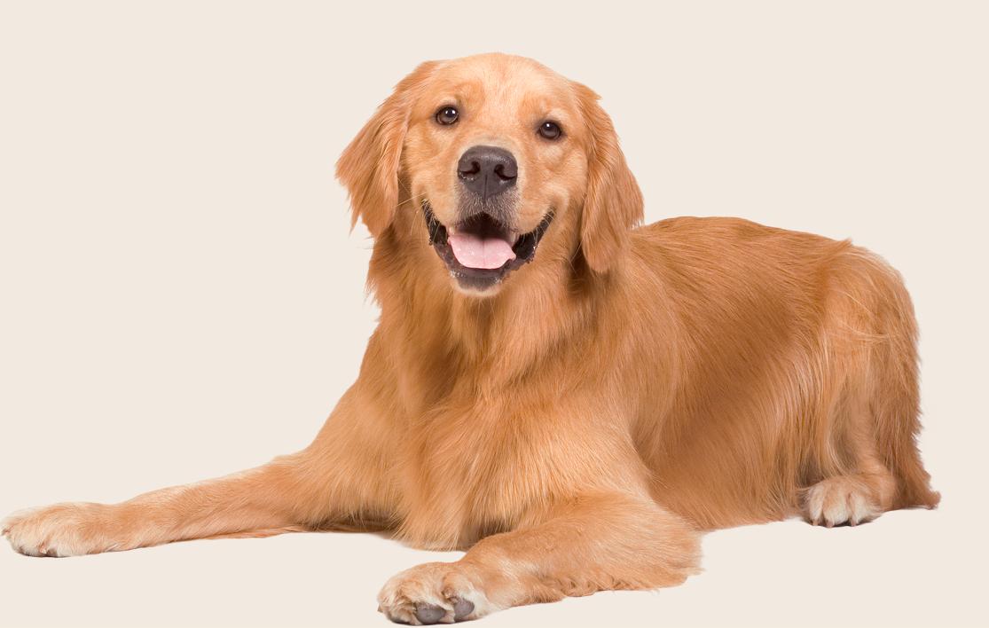 Image of a Golden Retriever lying down on a beige background