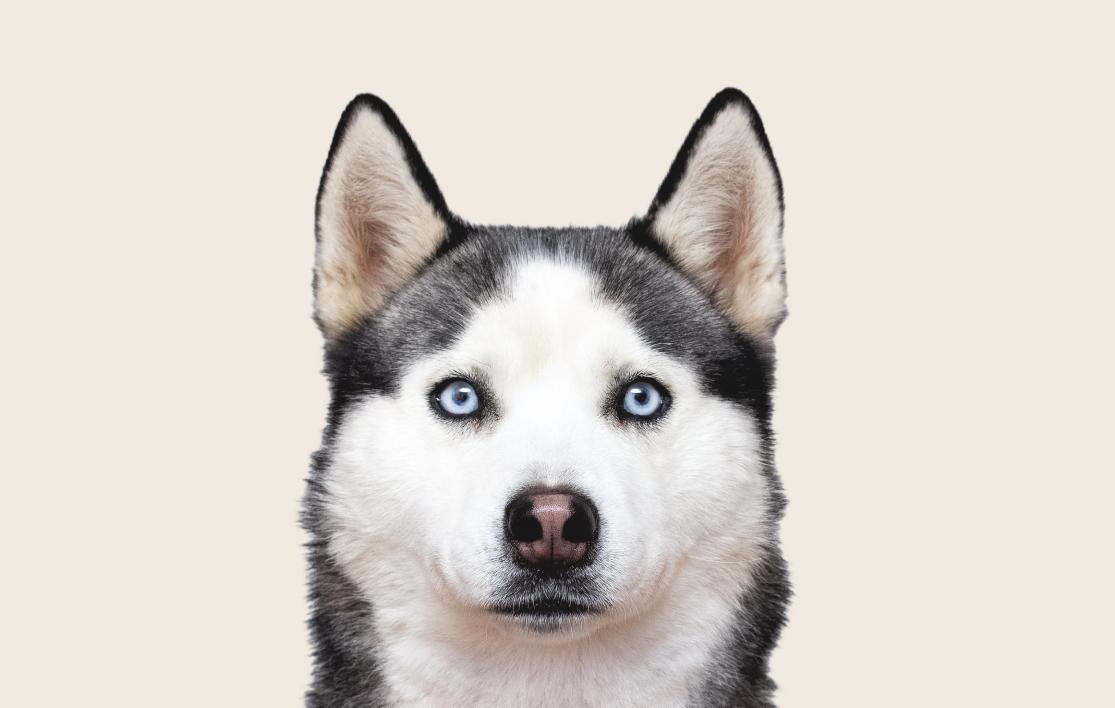 Image of a Siberian Husky with blue eyes looking into the camera on a beige background
