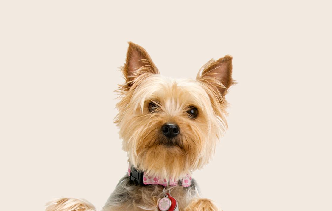 Image of a Yorkshire Terrier looking into the camera on a beige background