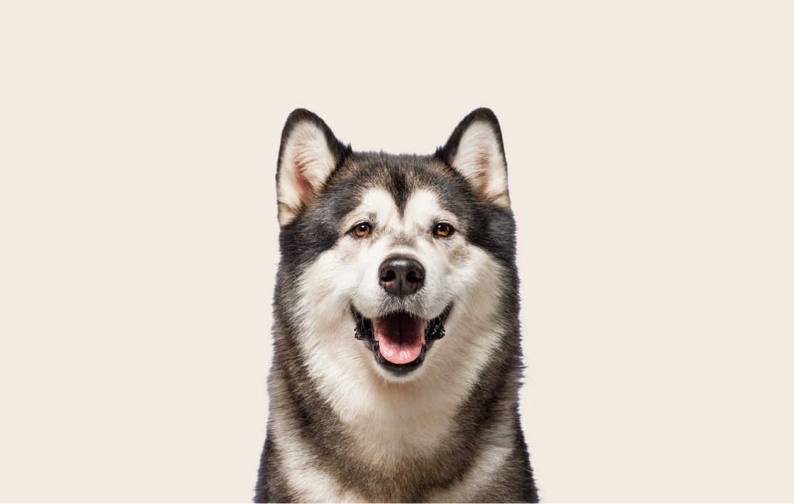 Most common health problems with Alaskan Malamutes | ManyPets, image size:1115x708