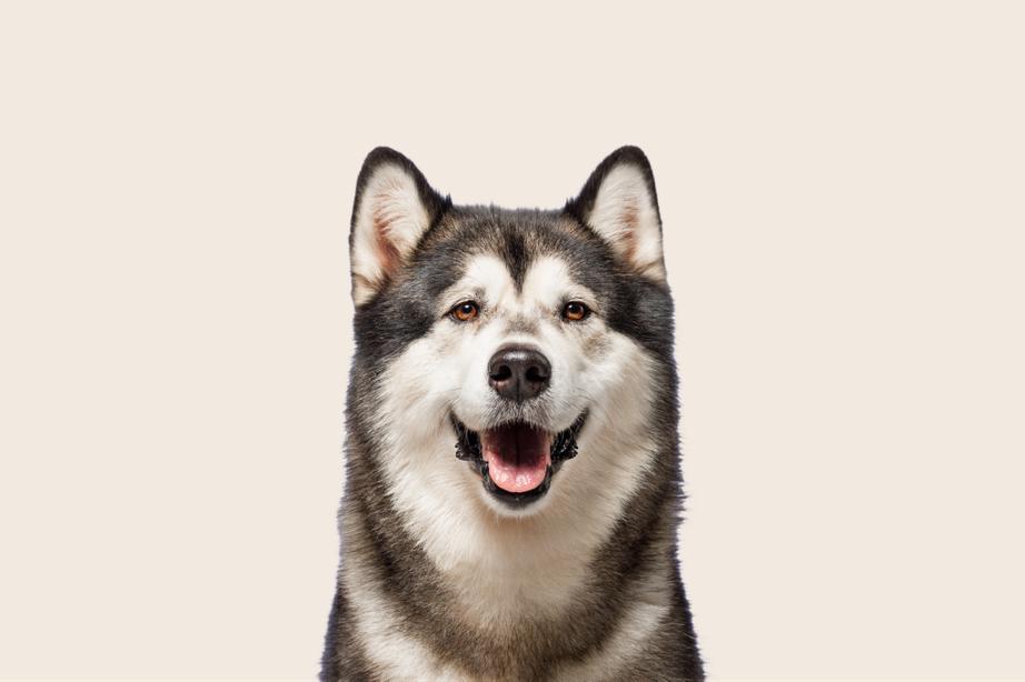 Image of an Alaskan Malamute looking into the camera