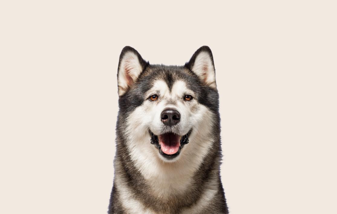 Image of an Alaskan Malamute looking into the camera