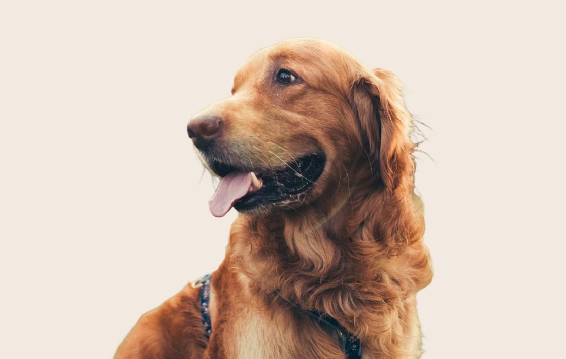 Image of a middle-aged Golden Retriever looking to the side