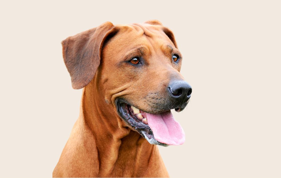 Image of a brown Rhodesian Ridgeback with its tongue out