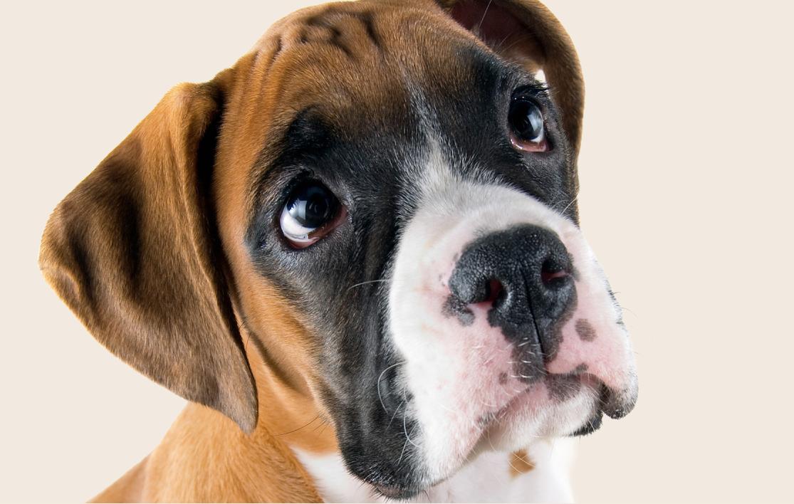 Close-up of a young Boxer dog looking upwards