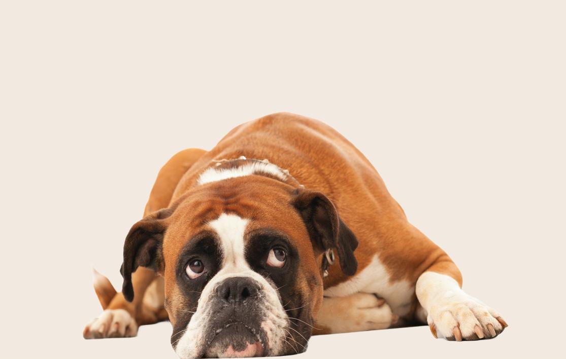 Brown English Bulldog lying down looking up into the camera