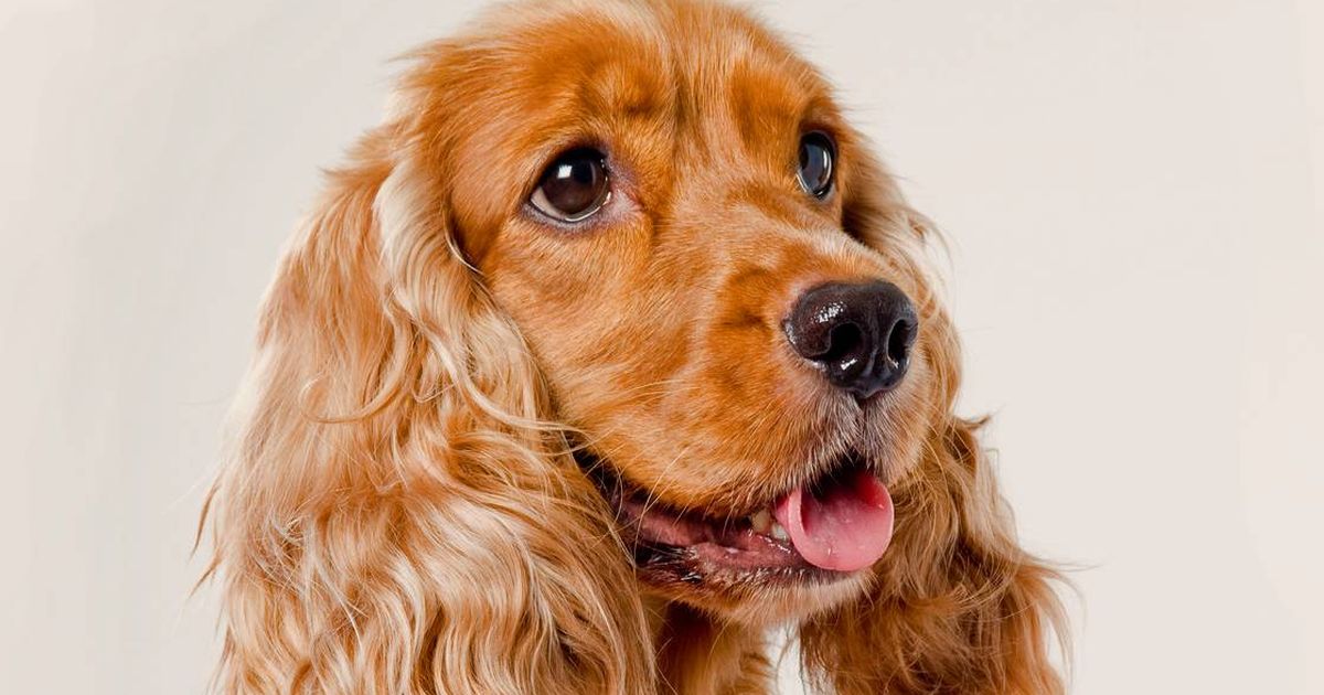 brown and white cocker spaniel