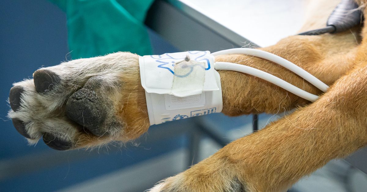 Can a dog recover from a torn ACL without surgery?