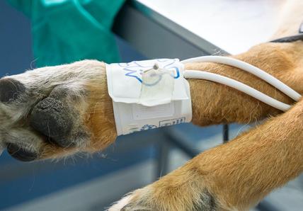 Dog having surgery