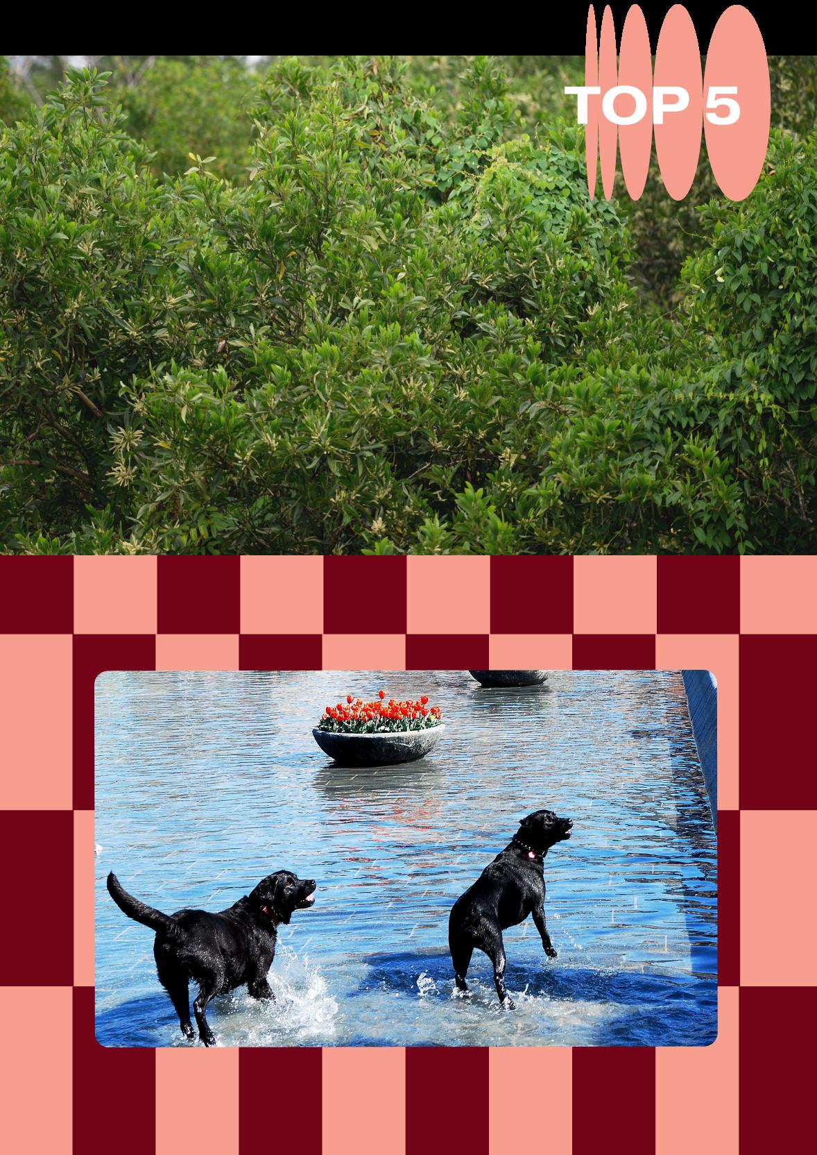 To the top, we see a close up of some trees. To the bottom, on a background of pink and red checkerboard, you can see two black Labradors playing in a shallow pool of water.