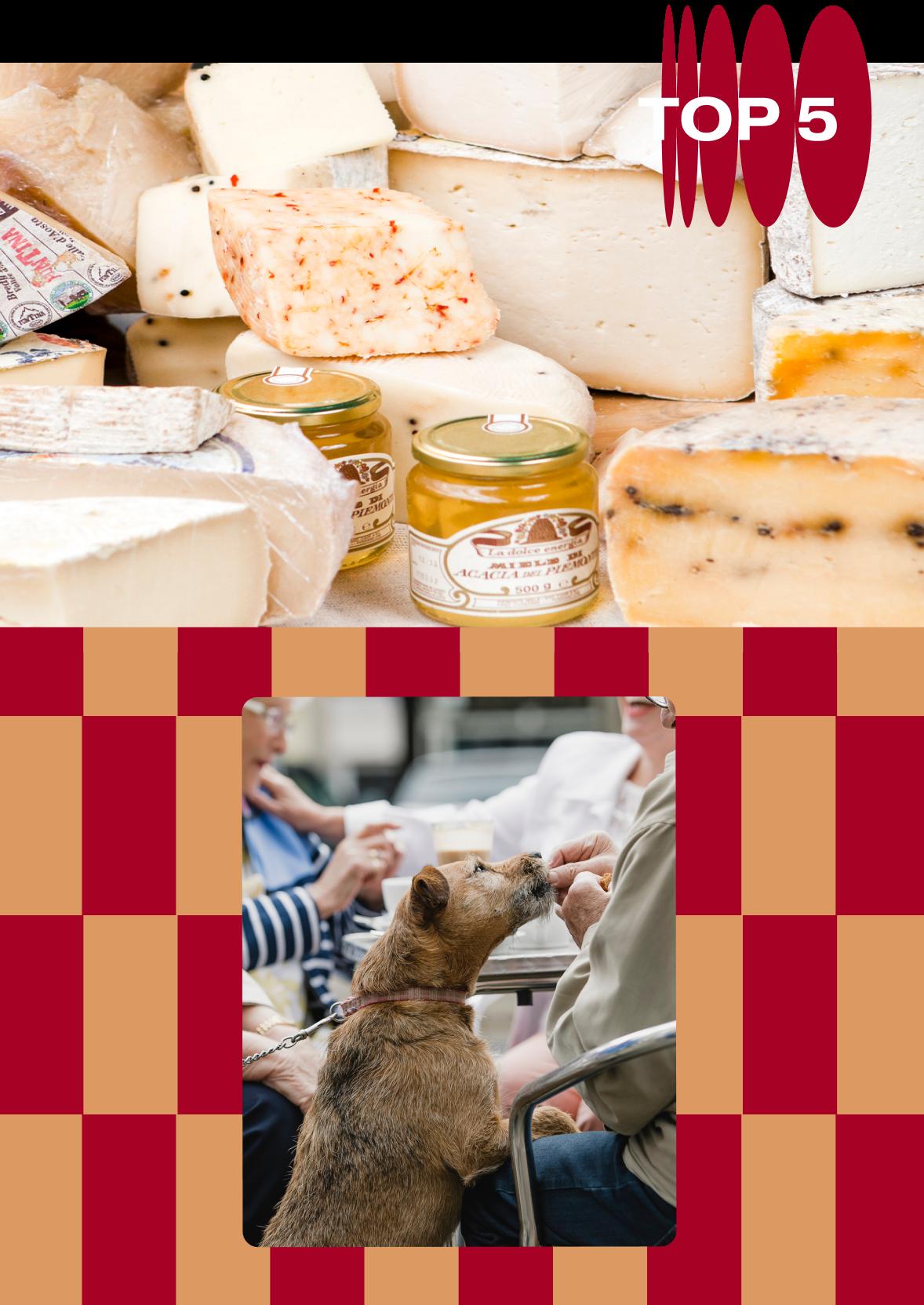 To the top, a close up of a table of cheese and confitures. To the bottom, on a background of red and orange checkerboard, a small dog takes a treat from its owner with its mouth.