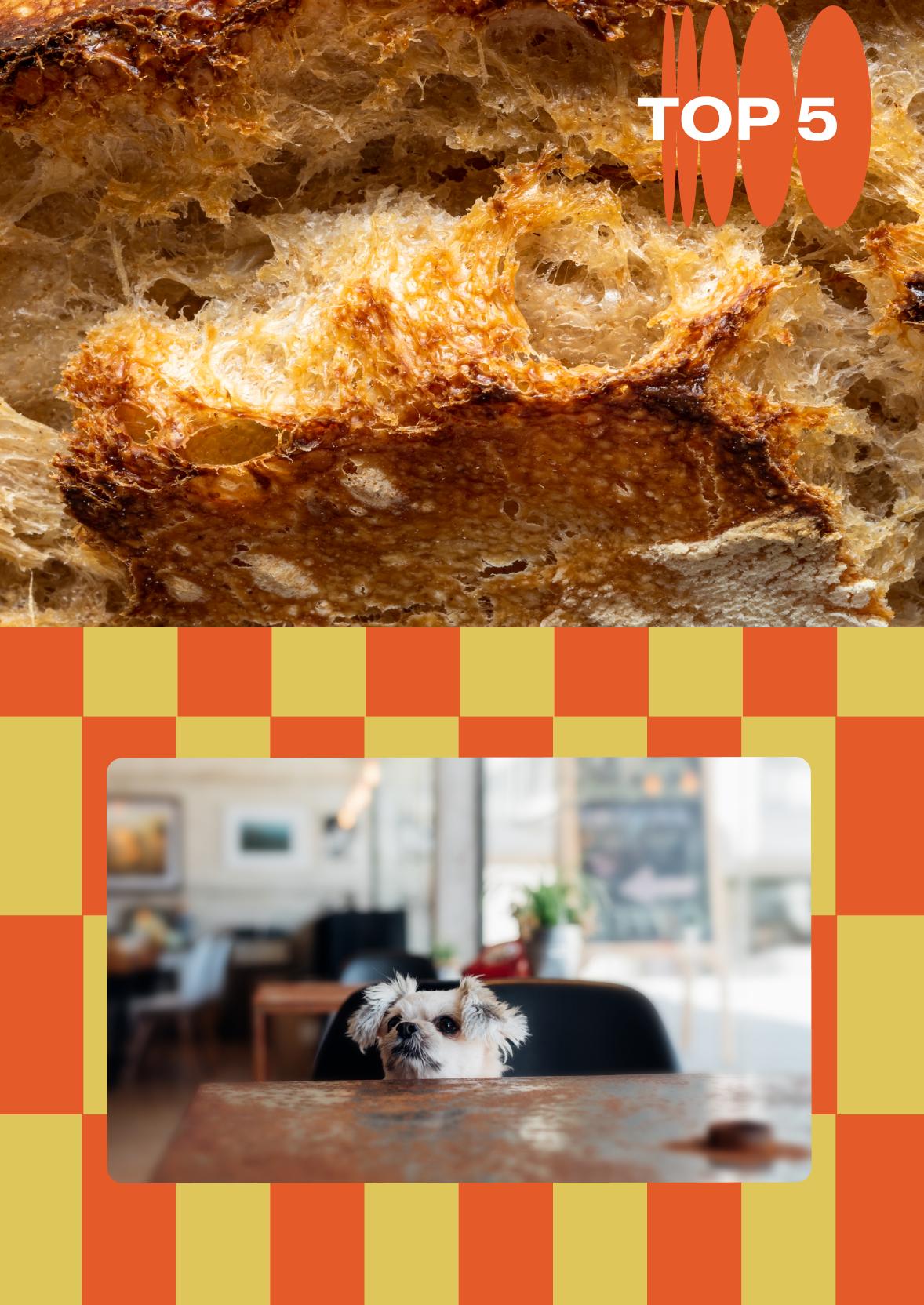 To the top, we have a close up of crusty bread. To the bottom, on a yellow and orange checkerboard background, there's a photo of a small dog peeking over the top of a cafe table.