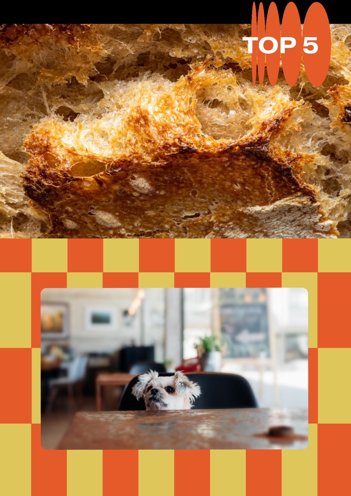 To the top, we have a close up of crusty bread. To the bottom, on a yellow and orange checkerboard background, there's a photo of a small dog peeking over the top of a cafe table.