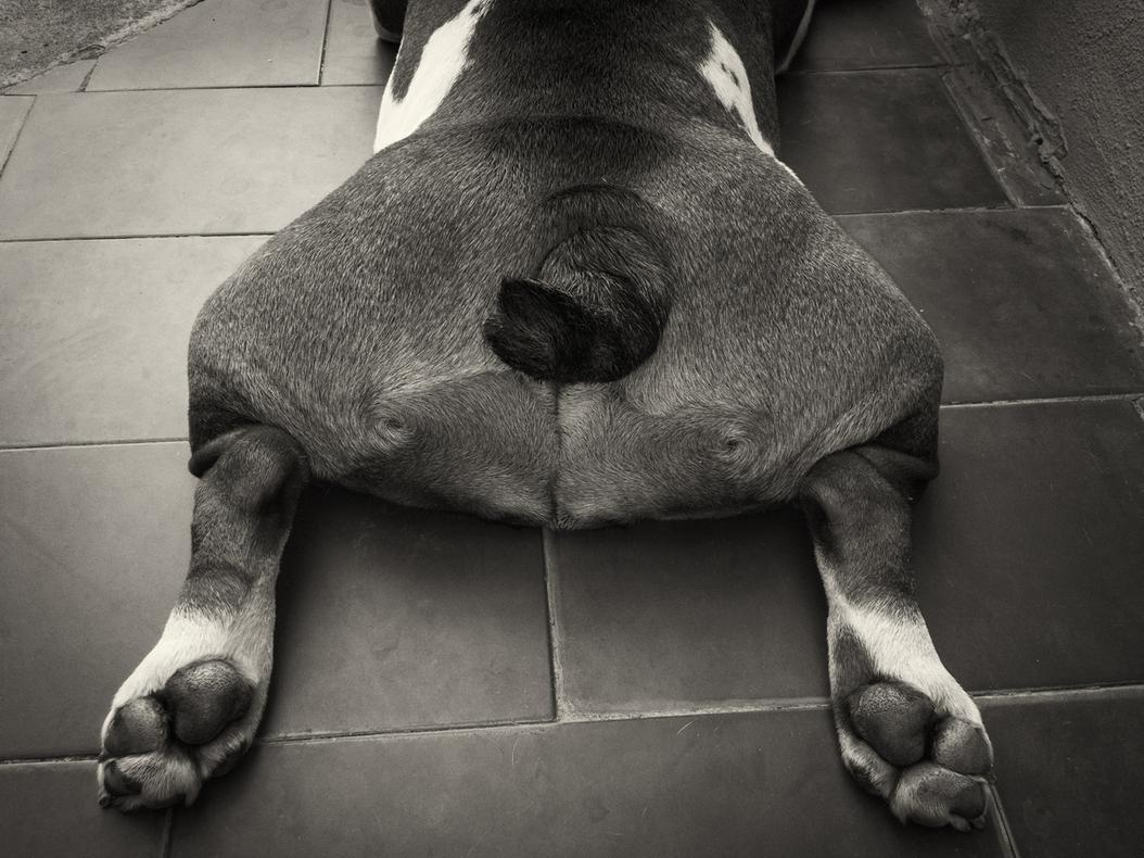 Hip Dysplasia in dogs Treatment & costs ManyPets