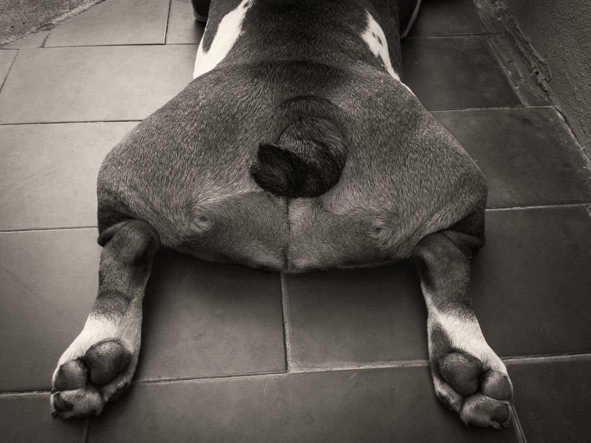 Hip Dysplasia In Dogs Treatments & Surgery Costs ManyPets ManyPets