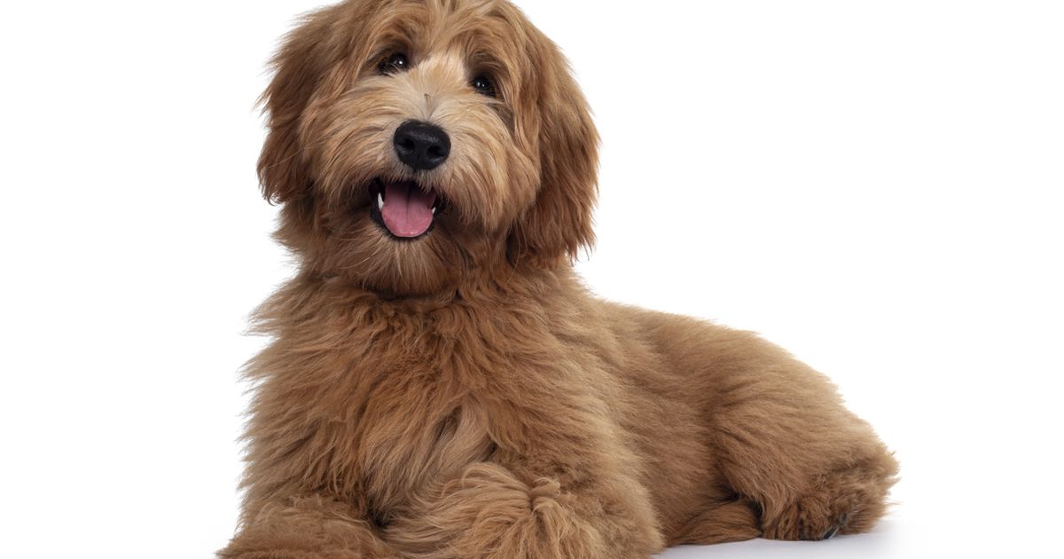 Chalk labradoodle best sale