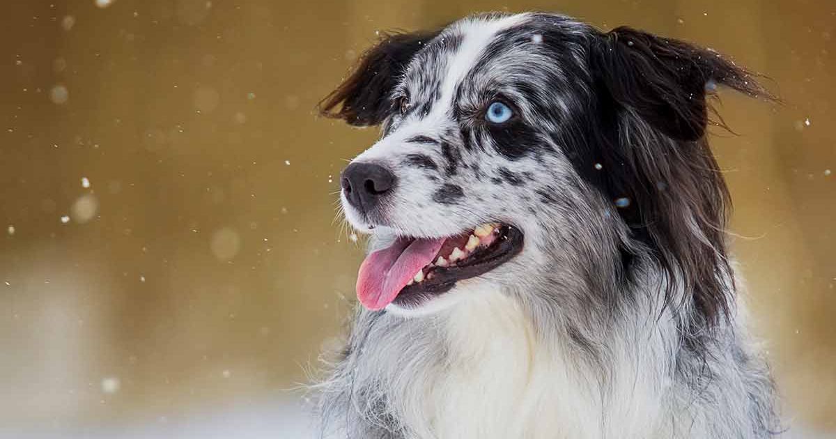 Australian shepherd winter coat best sale