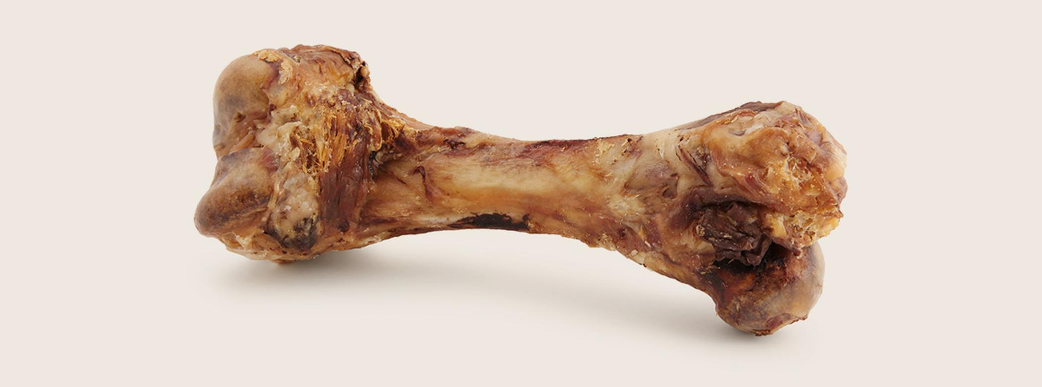 Bone on beige background