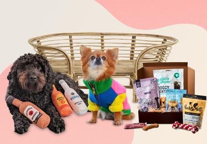 a cluster of doggie Christmas presents