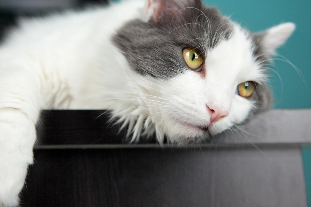 depressed white and grey cat with yellow eyes lays with paw dangling over the edge of a black tabletop