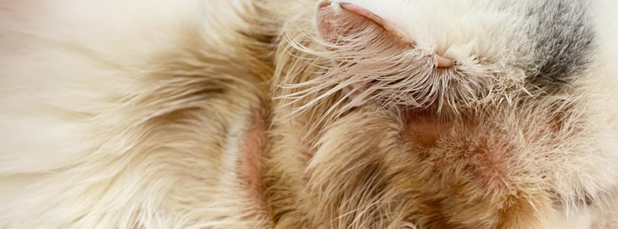 Cat hair loss flea medicine shop