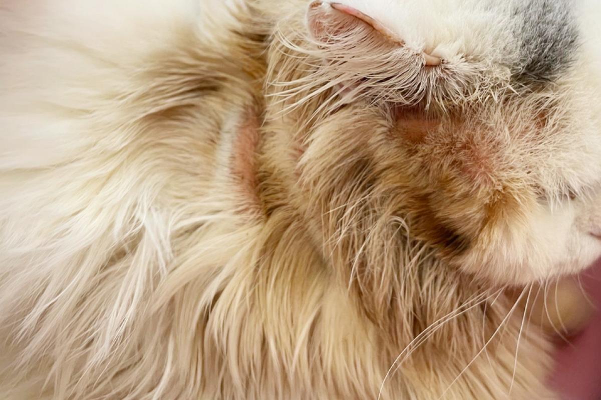 A balding area of fur on a cat, with obvious hair loss