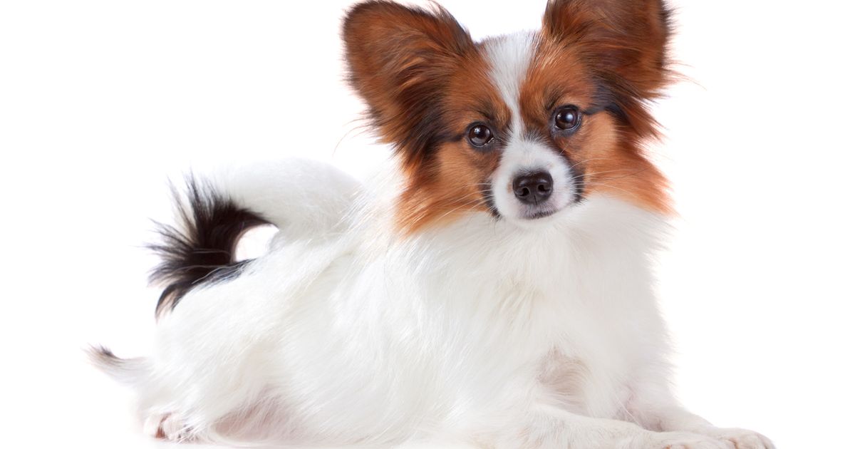 Papillon dog hot sale weight