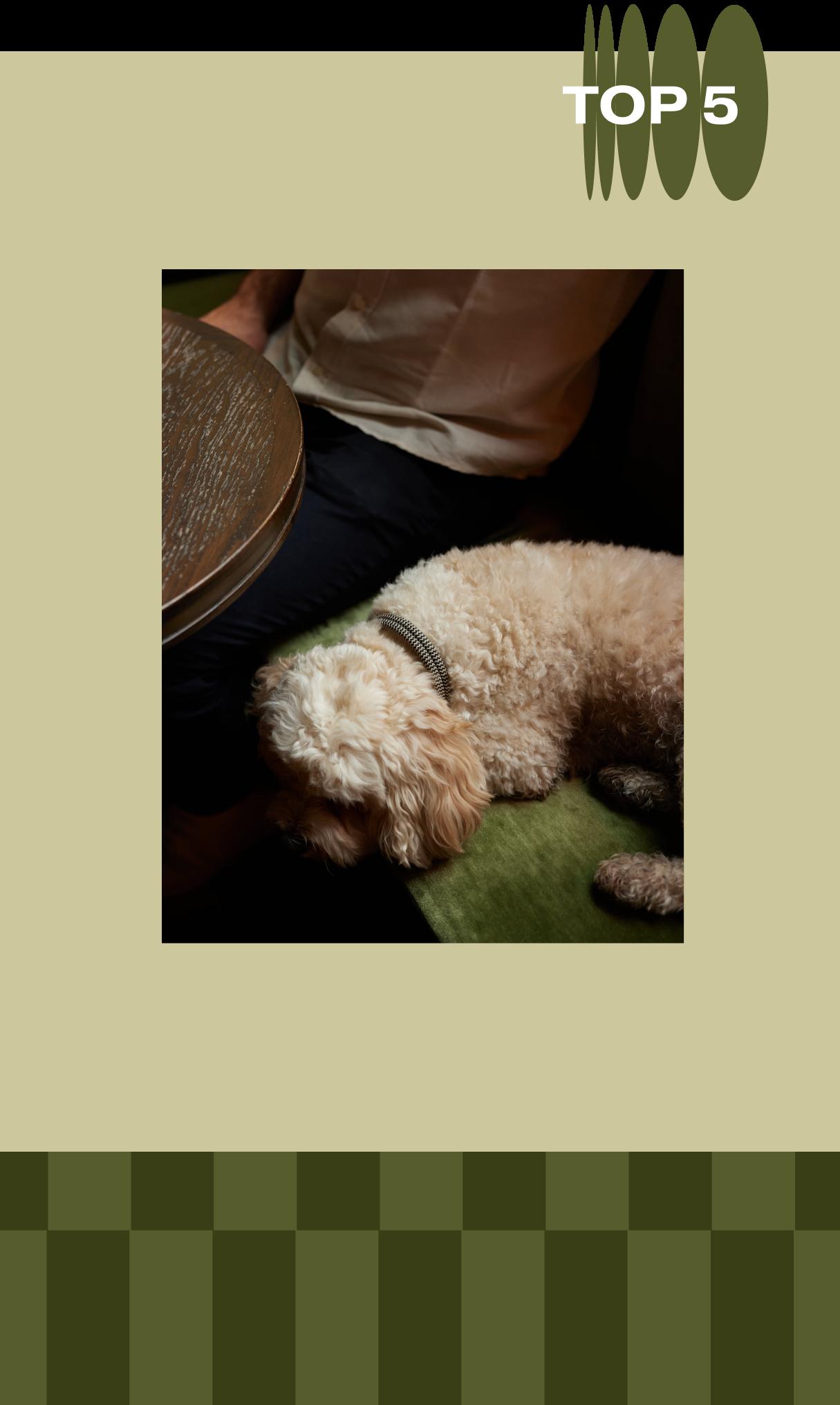 Dog on lap