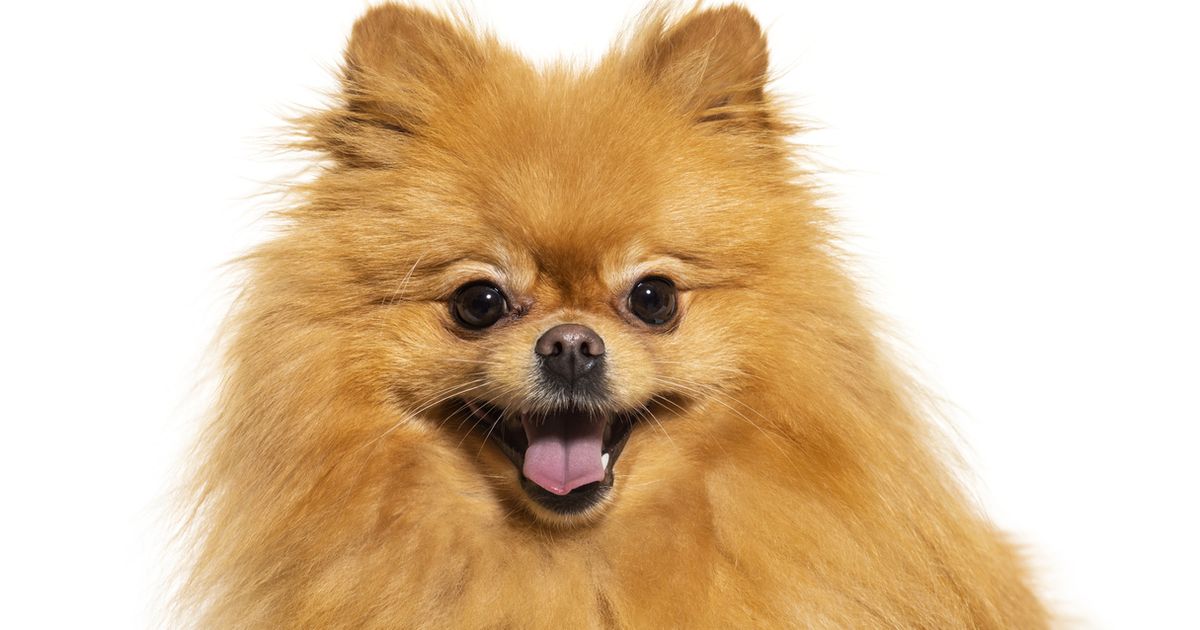 Pomeranian barking hot sale at strangers