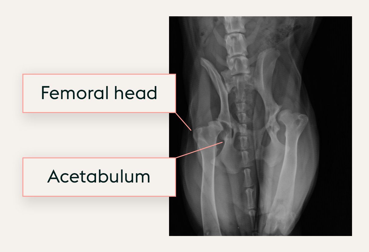 Hip Dysplasia In Dogs Treatments & Surgery Costs ManyPets ManyPets