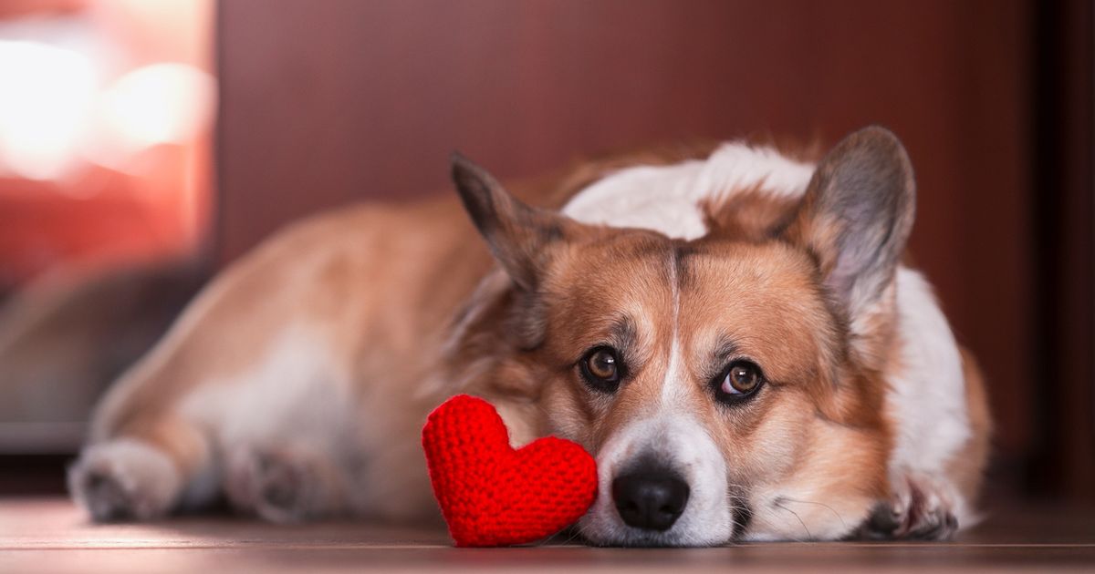 24 hour dog store cremation