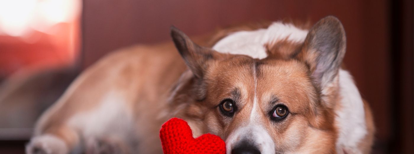 How much does it cost to get a dog cremated ManyPets