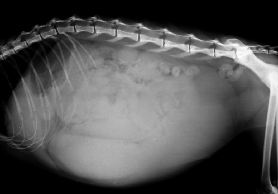 Pyometra in dogs and cats ManyPets