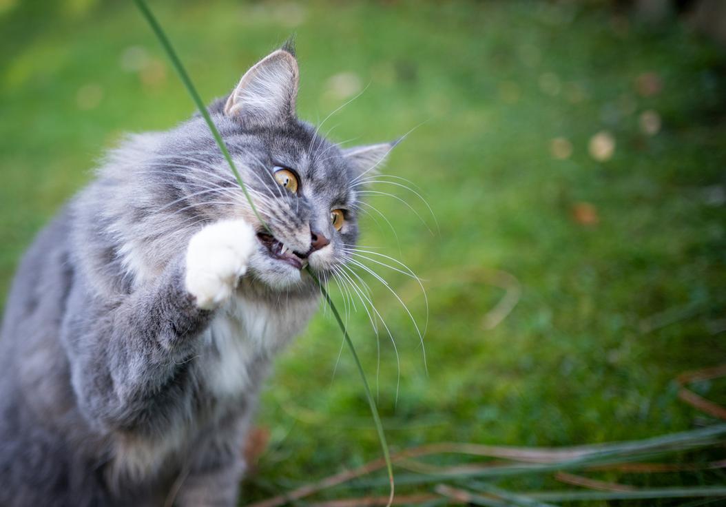 blue tabby maine coon cat with white paws eating blade of grass outdoors in the garden