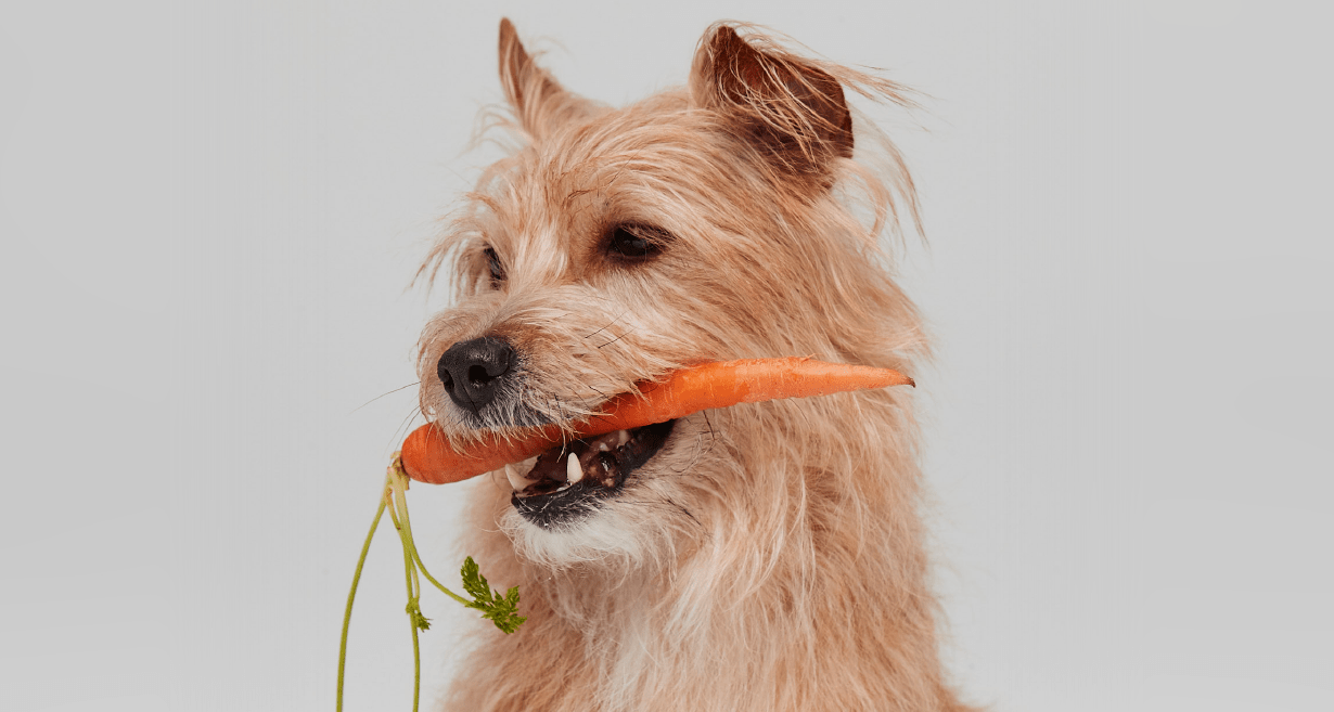 Can Dogs Survive Without Meat