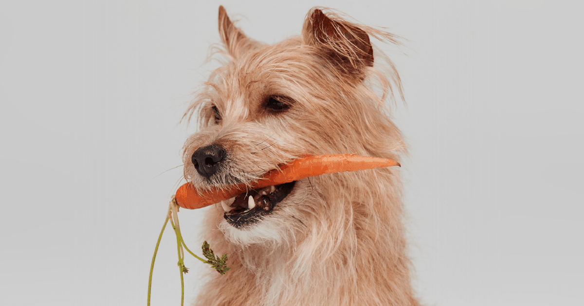 Can dogs be vegetarian or vegan? ManyPets